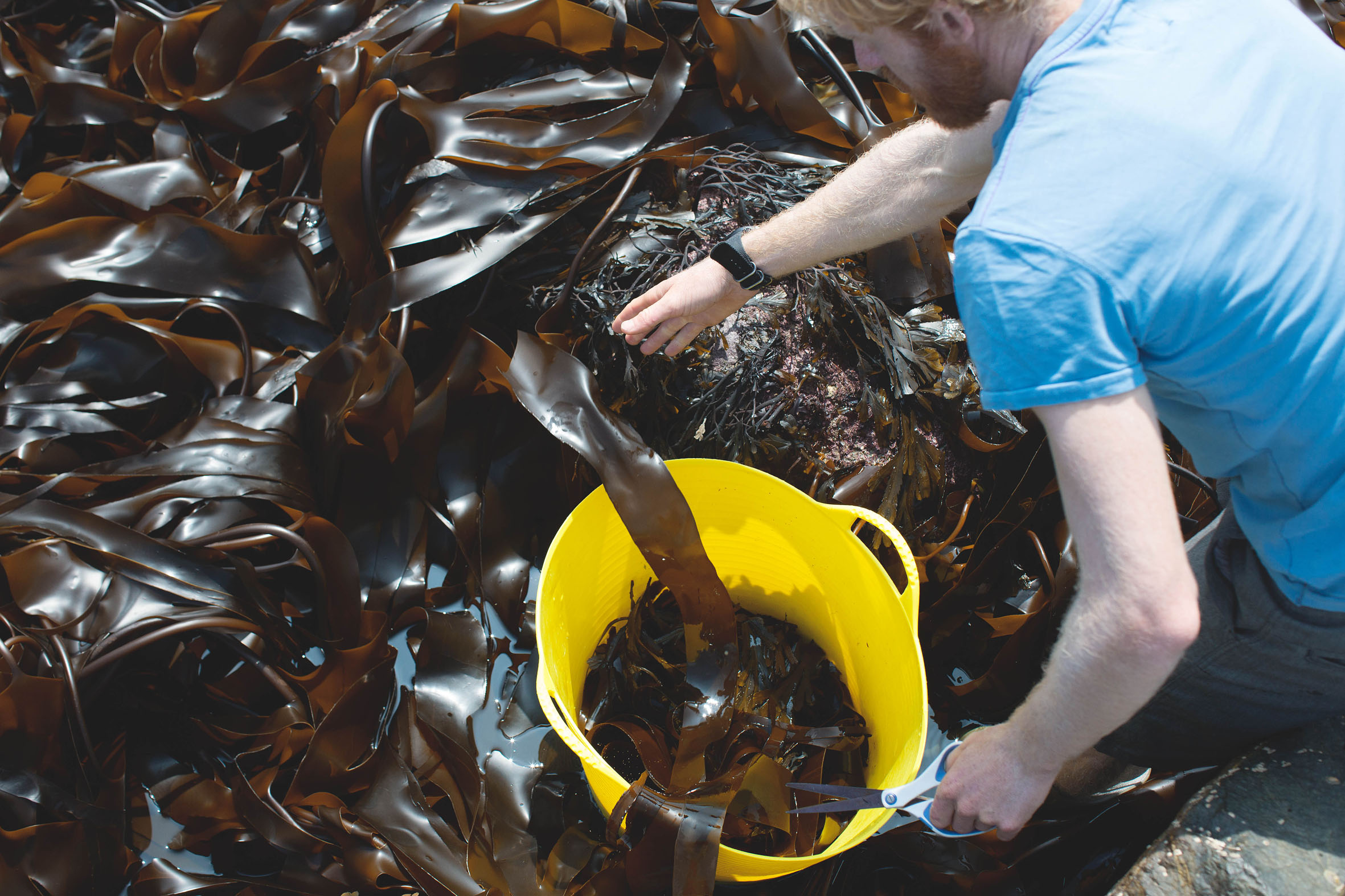 Miele The Cornish Seaweed Company Harvesting