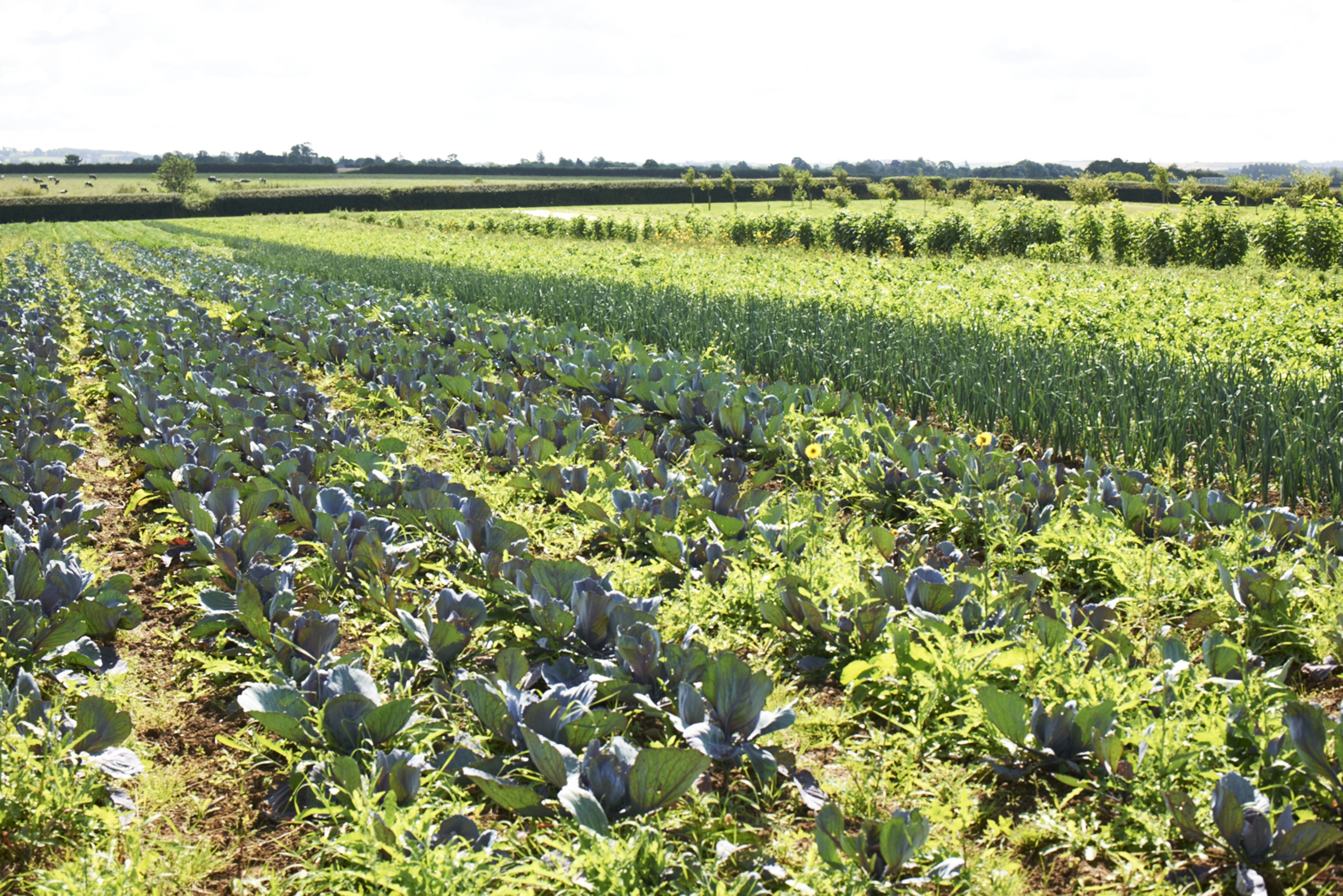 Miele Daylesford Market Garden