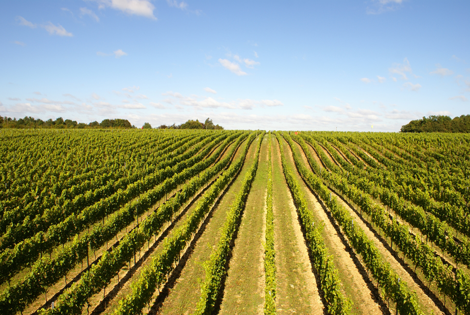 Miele Hattingley Valley Vineyard