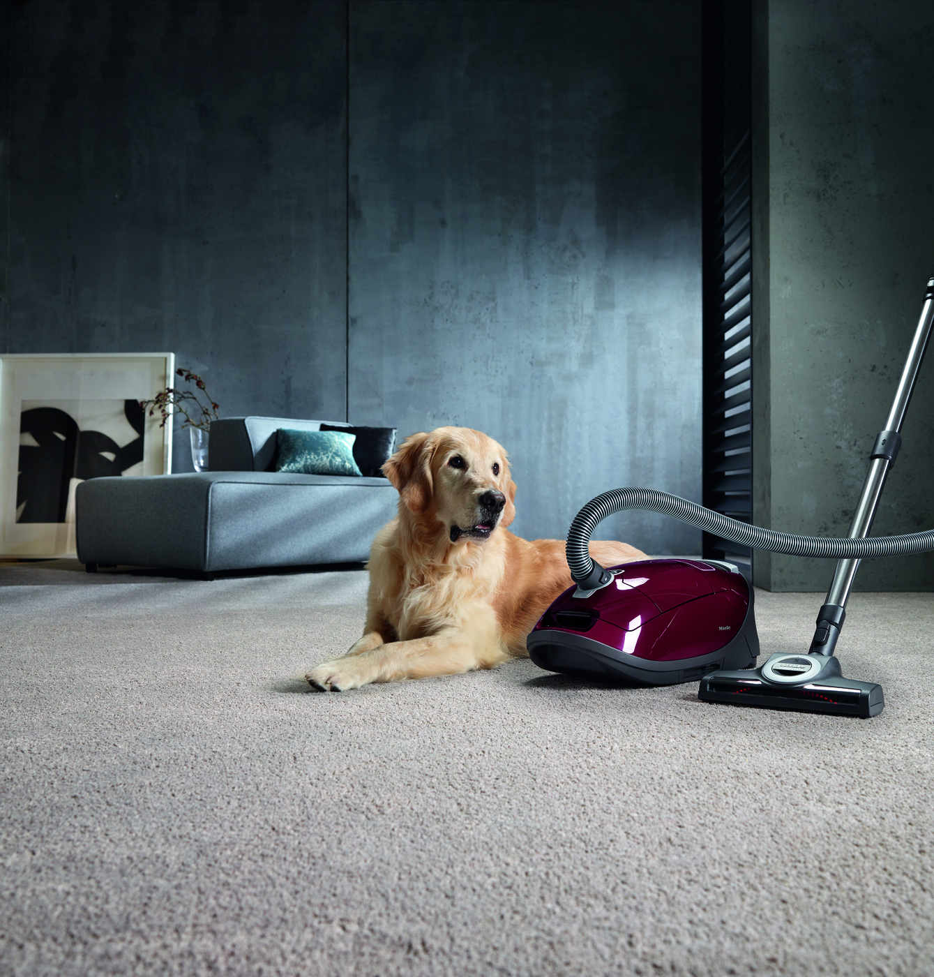 Miele Complete C3 Cat & Dog Pro PowerLine SGEF3 Vacuum Cleaner - lifestyle