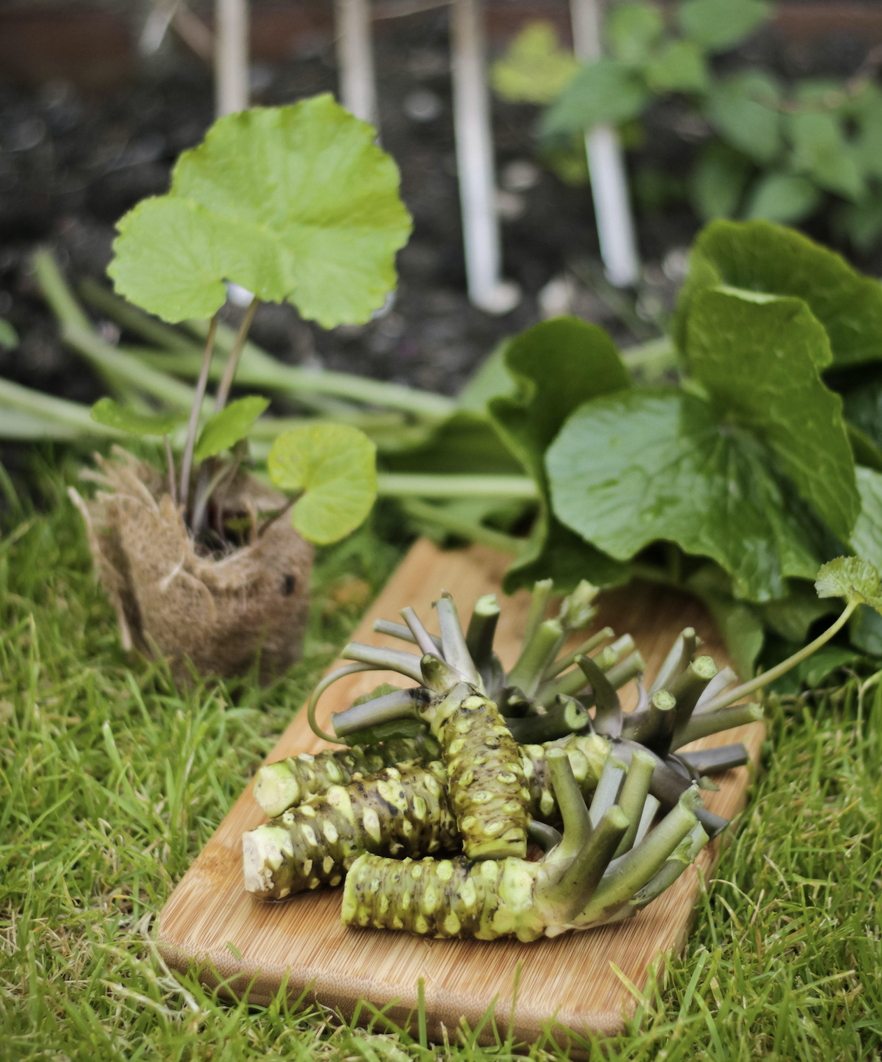 Miele Food Hero - Wasabi Plant