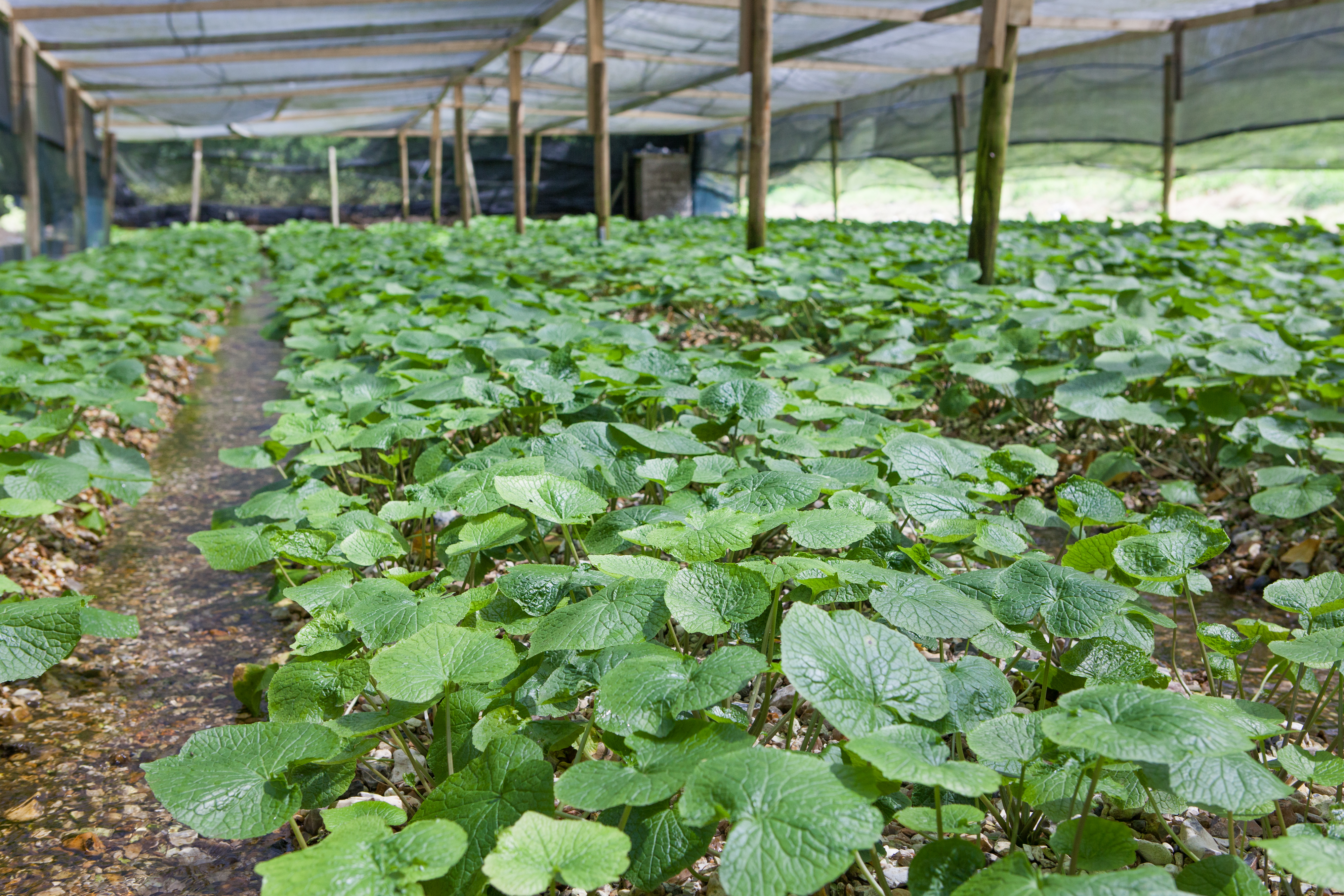 Miele Food Hero Wasabi Company Farm